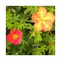 Potentilla fruticosa 'Red Ace' - potentilles, comarums,