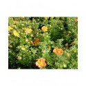 Potentilla fruticosa 'Red Ace' - potentilles, comarums,
