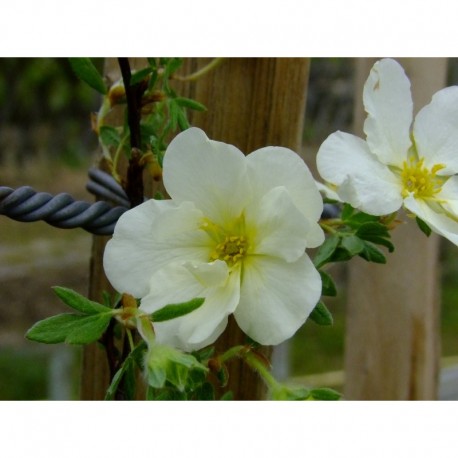 Potentilla fruticosa 'Snowbird' - potentille