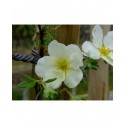 Potentilla fruticosa 'Snowbird' - potentille