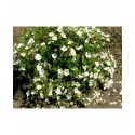 Potentilla fruticosa 'Snowbird' - potentille