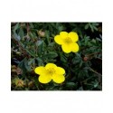 Potentilla fruticosa 'Sommerflor' - potentilles