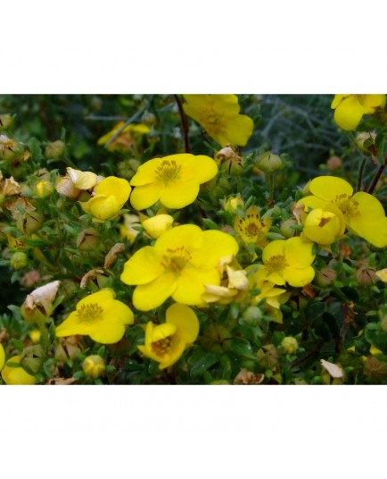 Potentilla fruticosa 'Sommerflor' - potentilles