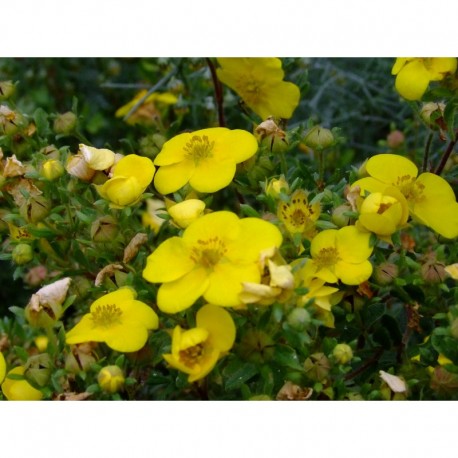 Potentilla fruticosa 'Sommerflor' - potentilles