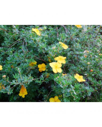 Potentilla fruticosa 'Tangerine' - potentilles