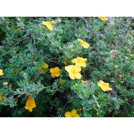 Potentilla fruticosa 'Tangerine' - potentilles