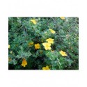 Potentilla fruticosa 'Tangerine' - potentilles