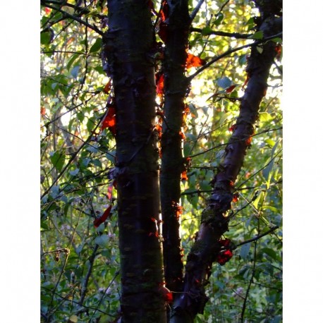 Prunus canescens - cerisier à écorce