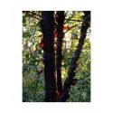 Prunus canescens - cerisier à écorce