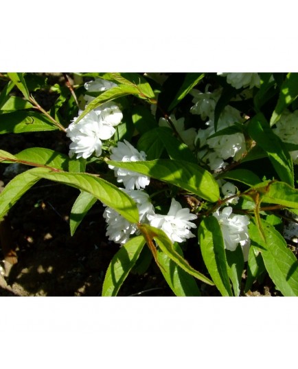 Prunus glandulosa 'Alboplena' - cerisier, amandier nain