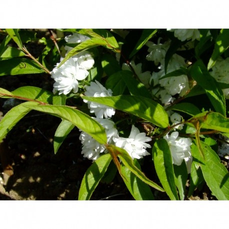 Prunus glandulosa 'Alboplena' - cerisier, amandier nain