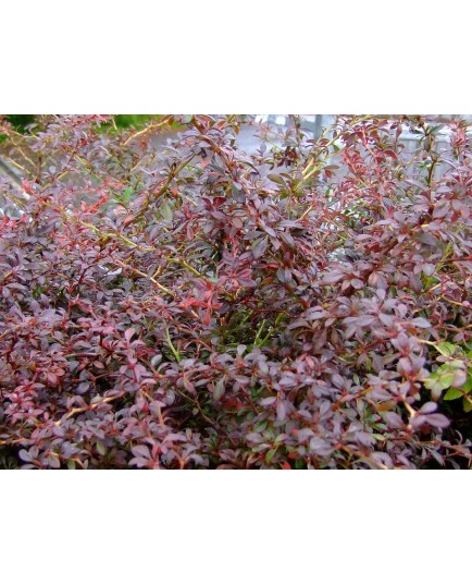 Berberis thunbergii 'Orange Dream'® - Epine vinette