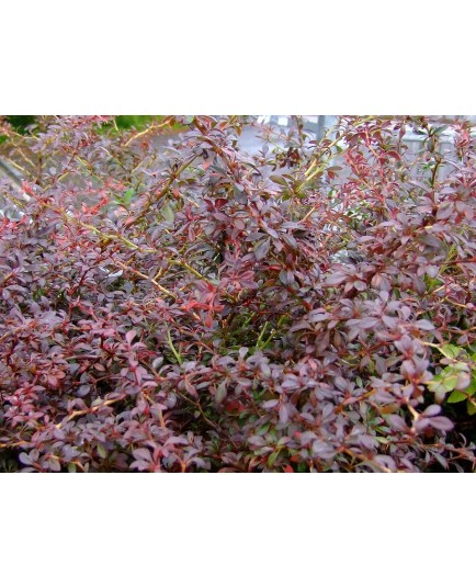 Berberis thunbergii 'Orange Dream'® - Epine vinette