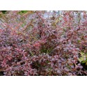 Berberis thunbergii 'Orange Dream'® - Epine vinette