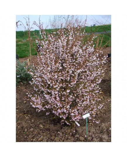 Prunus incisa 'Kojo-No-Mai' - cerisier