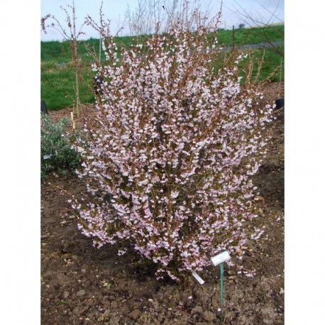 Prunus incisa 'Kojo-No-Mai' - cerisier