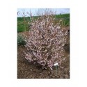 Prunus incisa 'Kojo-No-Mai' - cerisier