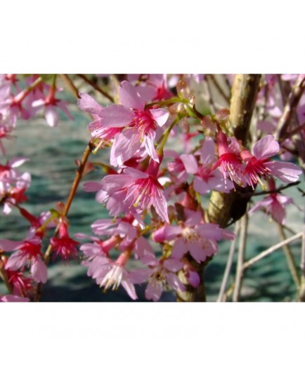 Prunus incisa 'Paean' - cerisier fleurs