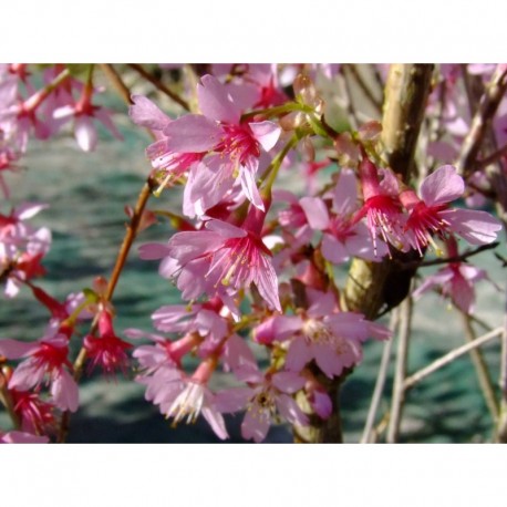 Prunus incisa 'Paean' - cerisier fleurs