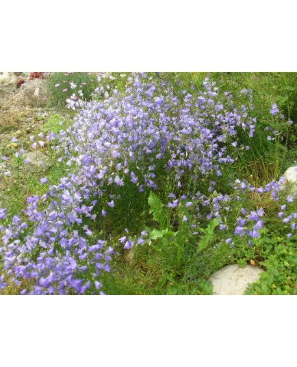 Campanula rotundifolia - Campanule