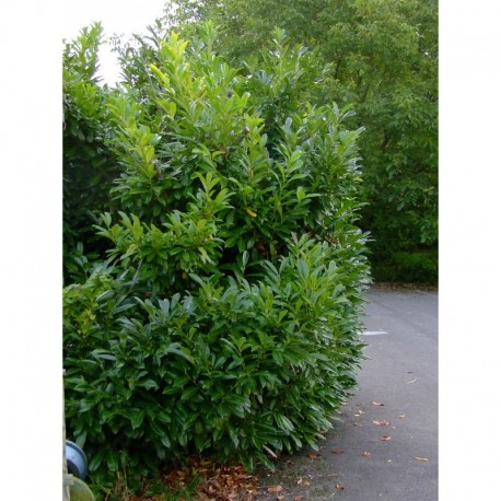 Prunus laurocerasus 'Caucasica' - Laurier-cerise