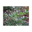 Prunus laurocerasus 'Otto Luyken' - Laurier-cerise