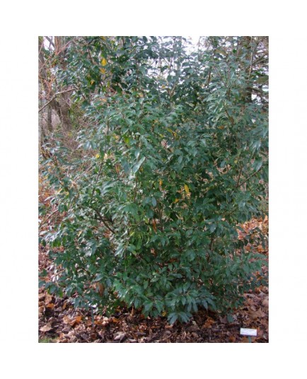 Prunus lusitanica - Laurier du Portugal
