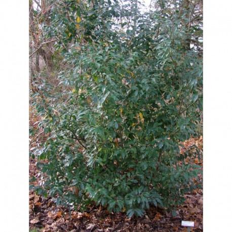 Prunus lusitanica - Laurier du Portugal
