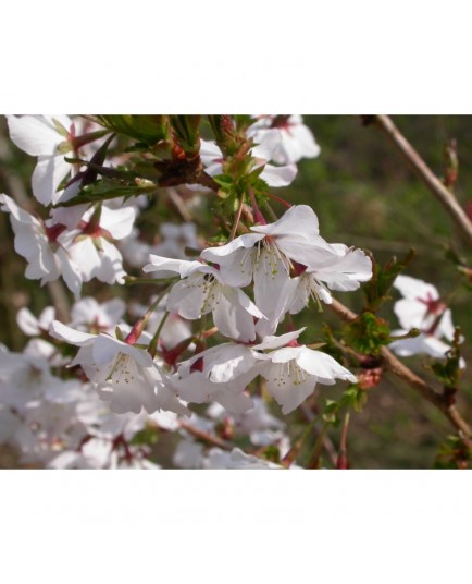 Prunus nipponica 'Brillant' - cerisier du Japon