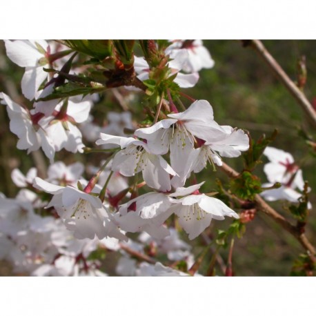 Prunus nipponica 'Brillant' - cerisier du Japon