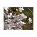 Prunus nipponica 'Brillant' - cerisier du Japon