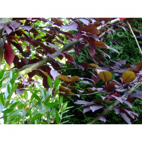 Prunus padus 'Colorata' - Bouquet de mai, Bois puant, merisier à grappes