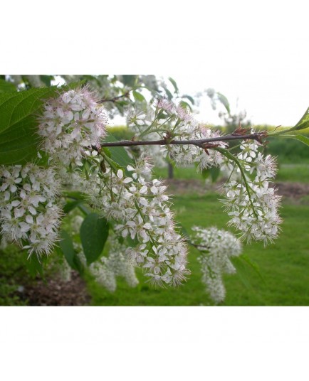 Prunus padus 'Le Thoureil' - Bouquet de mai, merisier à grappes, bois puant