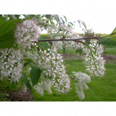 Prunus padus 'Le Thoureil' - Bouquet de mai, merisier à grappes, bois puant