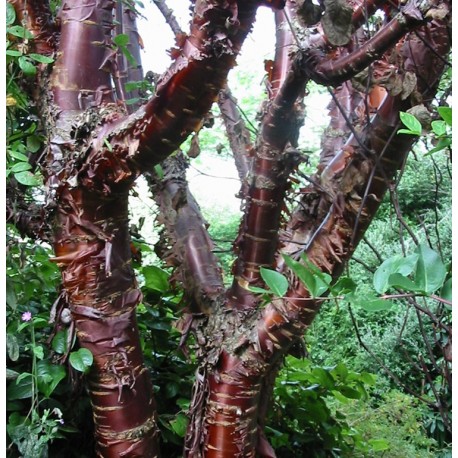 Prunus serrula -cerisiers à bois acajou, pruniers du Tibet,