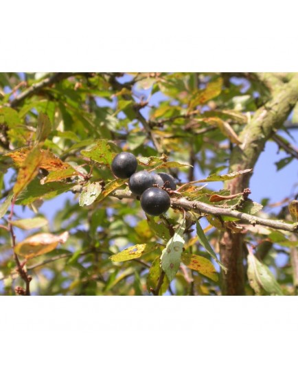 Prunus spinosa -Prunellier, épine noire