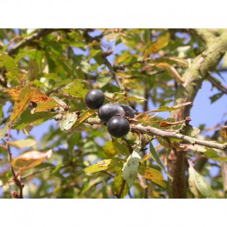 Prunus spinosa -Prunellier, épine noire