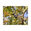 Prunus spinosa -Prunellier, épine noire