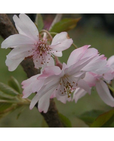 Prunus subhirtella 'Autumnalis Rosea' - cerisiers à fleurs d'automne,