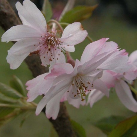 Prunus subhirtella 'Autumnalis Rosea' - cerisiers à fleurs d'automne,
