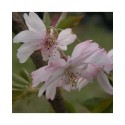 Prunus subhirtella 'Autumnalis Rosea' - cerisiers à fleurs d'automne,