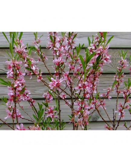 Prunus tenella 'Fire Hill' - Amandier nain de Géorgie