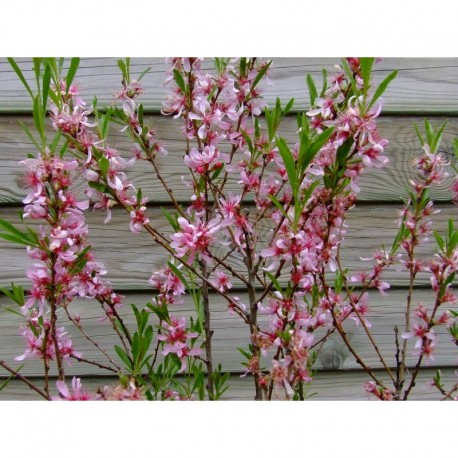 Prunus tenella 'Fire Hill' - Amandier nain de Géorgie