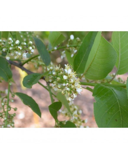 Prunus virginiana 'Schubert' - cerisier à fleurs