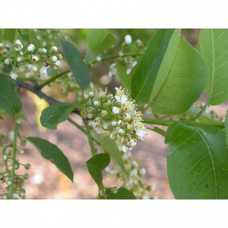 Prunus virginiana 'Schubert' - cerisier à fleurs