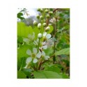 Prunus virginiana 'Schubert' - cerisier à fleurs