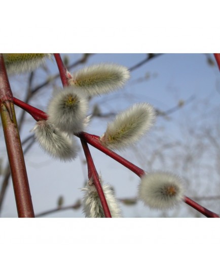 Salix acutifolia 'Blue Streak' - Saule de la Caspienne