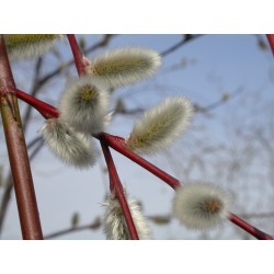 Salix acutifolia 'Blue Streak' - Saule de la Caspienne