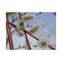 Salix acutifolia 'Blue Streak' - Saule de la Caspienne
