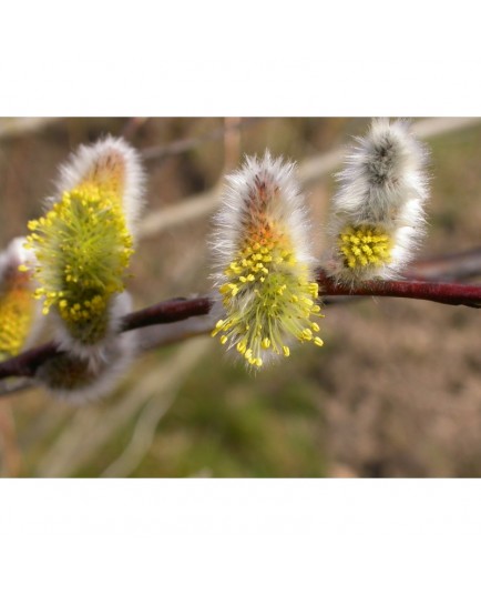 Salix acutifolia 'Pendulifolia' - Saule de la Caspienne